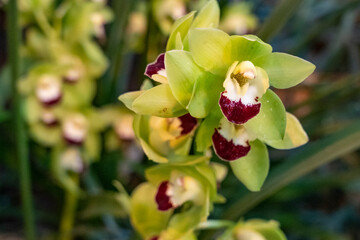 rare orchid phalaenopsis close-up in a greenhouse, blurred background, selective focus, breeding of...