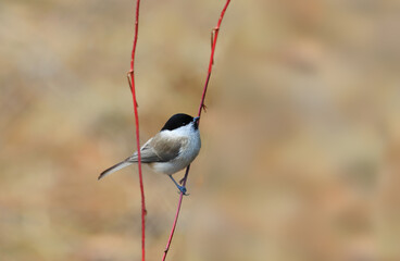 A small marsh tit sits on a thin dry blade of grass, on a blurred brown background...