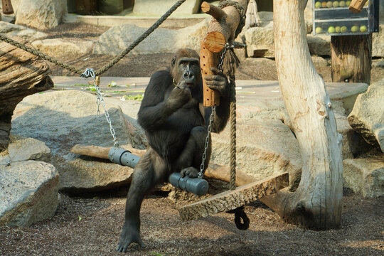 Monkey is playing at zoo Stock Photo Stock Images Stock Pictures