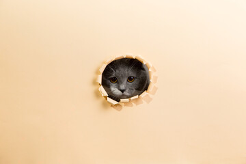 A gray cat peeks out of a hole in the paper, template, blank for the design on a yellow background. Copy space.