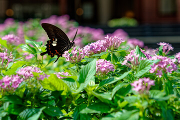 花畑と黒い蝶々