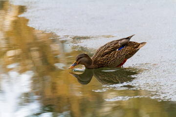 duck starting a swim after walking on thin ice