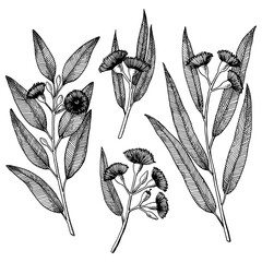 Eucalyptus branches with Flower and leaves. Hand drawn vector illustration in sketch style.