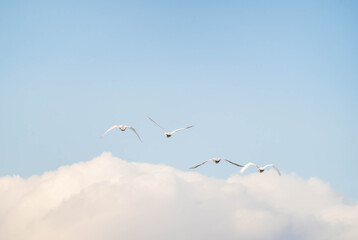 雲に向かって飛ぶ白鳥