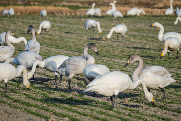 麦の葉を食べる白鳥
