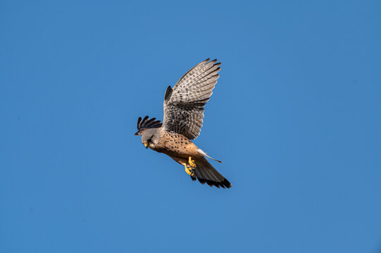 Male kestrel bird of prey, Falco tinnunculus, hovering hunting for prey