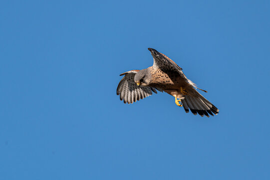 Male kestrel bird of prey, Falco tinnunculus, hovering hunting for prey
