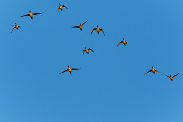 Geese in flight at sunrise