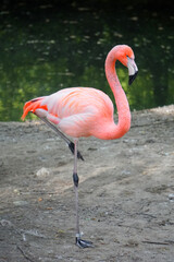 Flamingo Standing On One Leg Stock Photo Stock Images Stock Pictures