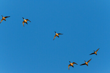 Goose in flight at sunrise