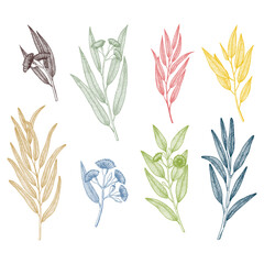 Eucalyptus branches with Flower and leaves. Hand drawn vector illustration in sketch style.