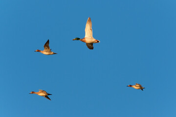Geese in flight at sunrise