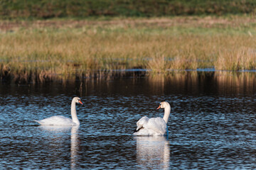 Swans on the lake at sunrise