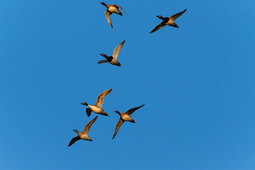 Geese in flight at sunrise