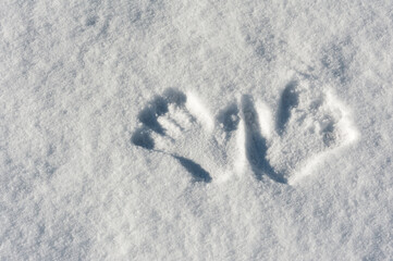 traces of gloves are printed on the surface with the texture of snow