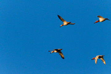 Goose in flight at sunrise