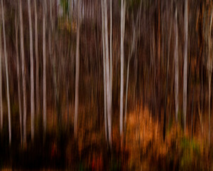 Vertical blur of trees in color.