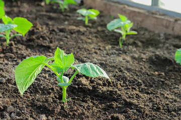 young plantings of cucumbers. vegetables are grown in a greenhouse on the farm. growing organic food.