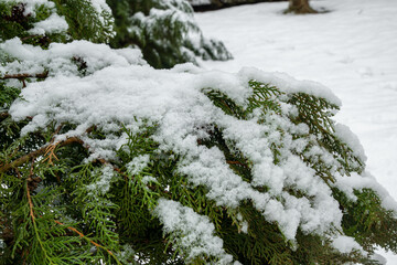 Cypress twig with snow