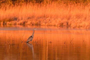 Great blue heron in the swamp at sunrise