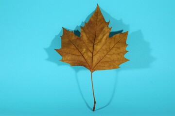 Flat Lay with a Dry Brown Autumn Leaf on a Light Blue Background