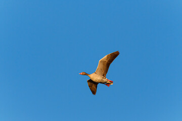 Goose in flight at sunrise