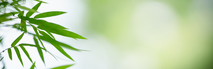 Closeup of green nature bamboo leaf on blurred greenery background in garden with bokeh and copy space using as background cover page concept.