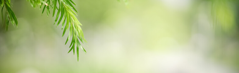 Closeup of green nature leaf on blurred greenery background in garden with bokeh and copy space using as background cover page concept.