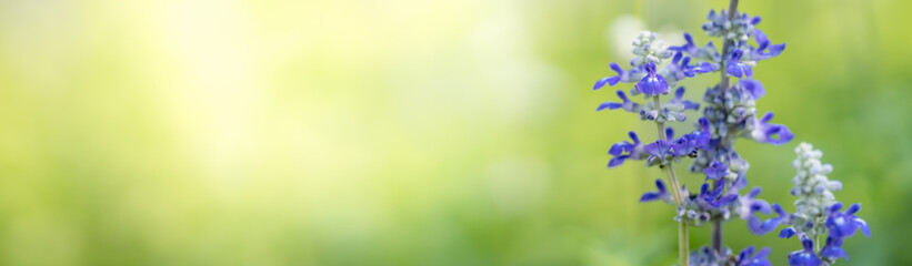 Closeup of purple Lavender flower on blurred gereen background under sunlight with copy space using as background natural plants landscape, ecology cover page concept.