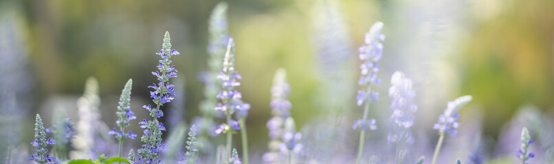 Closeup of purple Lavender flower on blurred gereen background under sunlight with copy space using as background natural plants landscape, ecology cover page concept.