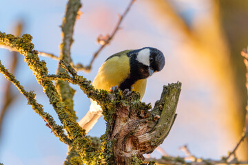 Great tit in the wild at sunrise