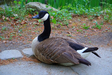 Black Goose Looking At Camera Stock Photo Stock Images Stock Pictures