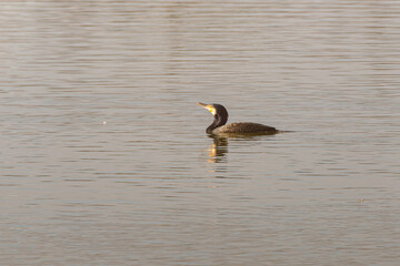 Cormorant swimming in the lake