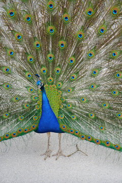 Indian Peafowl Stock Photo Stock Images Stock Pictures