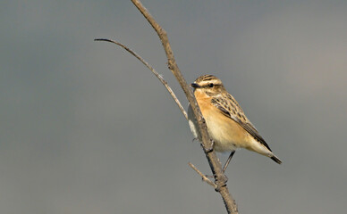 Whinchat - Saxicola rubetra, Greece