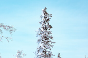 Trees in the snow. Snow-covered pine and spruce trees on the top of the mountain against the background of the winter sky.