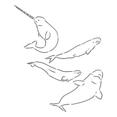 Obraz premium Graphic beluga whale collection. Sea creature isolated on white background. Vector ocean mammal. Coloring book page . beluga whale vector sketch illustration