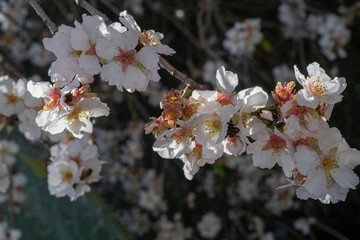 Close up of  branch with  beautiful almond  flowers.