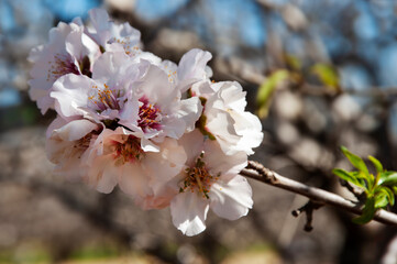 Close up of  branch with  beautiful almond  flowers.