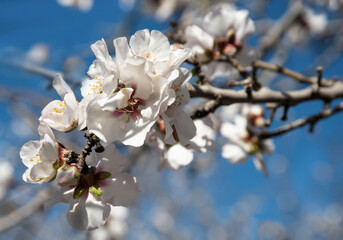 Close up of  branch with  beautiful almond  flowers.