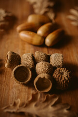 Close up view of oak leaves and acorns. Autumnal background. 