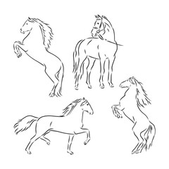 Black and white sketch of horse. horse, vector sketch illustration
