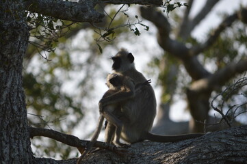 Gray langur monkey mother holding baby