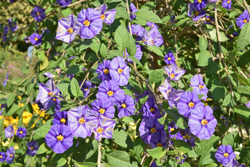 Solanum jasminoides bleu en &eacute;t&eacute;