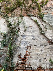Outside Brick Wall With Partial Stucco Covering and Vines