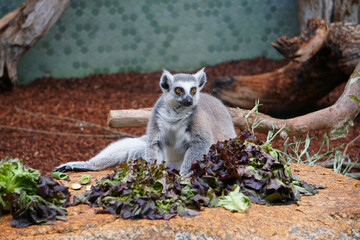 Lemur Stock Photo Stock Images Stock Pictures