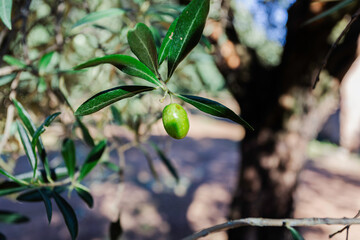 Green olive on a branch of an olive tree, ready for harvest. Summer on the farm