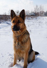 German shepherd dog sits on a snowy field on a sunny winter day.