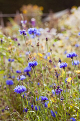 Blue cornflower plants in the wild meadow garden -  English style, permaculture countryside in the sunny warm day.