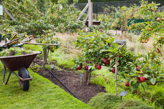 Gardening tools in the garden  -  wheelbarrow, gardning fork and trowel -  autumn the season of harvest and activity.